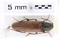 Foto (Dorsalansicht) von Melanotus janatai (Platia, 2007) (NHMW-ZOO-COL-0007646)